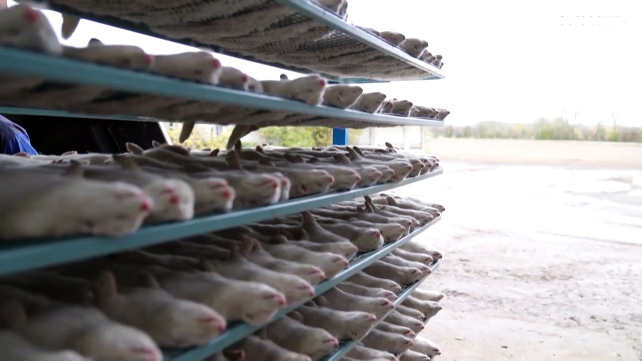 Nach Massenkeulung: Was wird aus Dänemarks Nerzzüchtern?