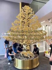 Cây mai lập kỷ lục Việt Nam