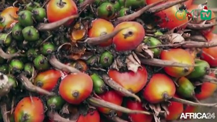[#Reportage] #Gabon: la production du palmier à huile en baisse de 35,5%