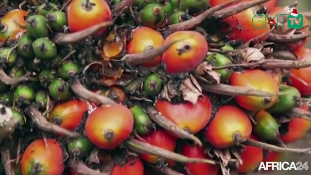 [#Reportage] #Gabon: la production du palmier à huile en baisse de 35,5%