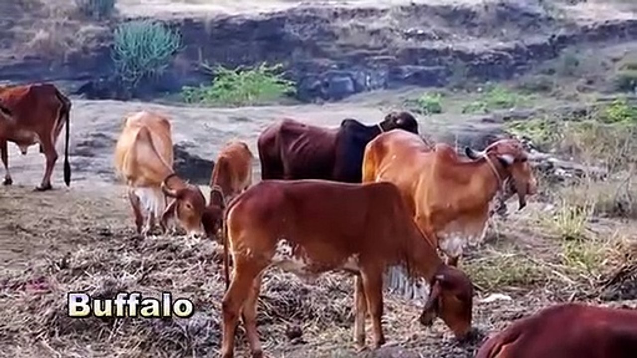 Animals_Name_And_Sound_Learn_Bird_Species_in_English__I_Roar_Animal's_||_Animal_World(360p)