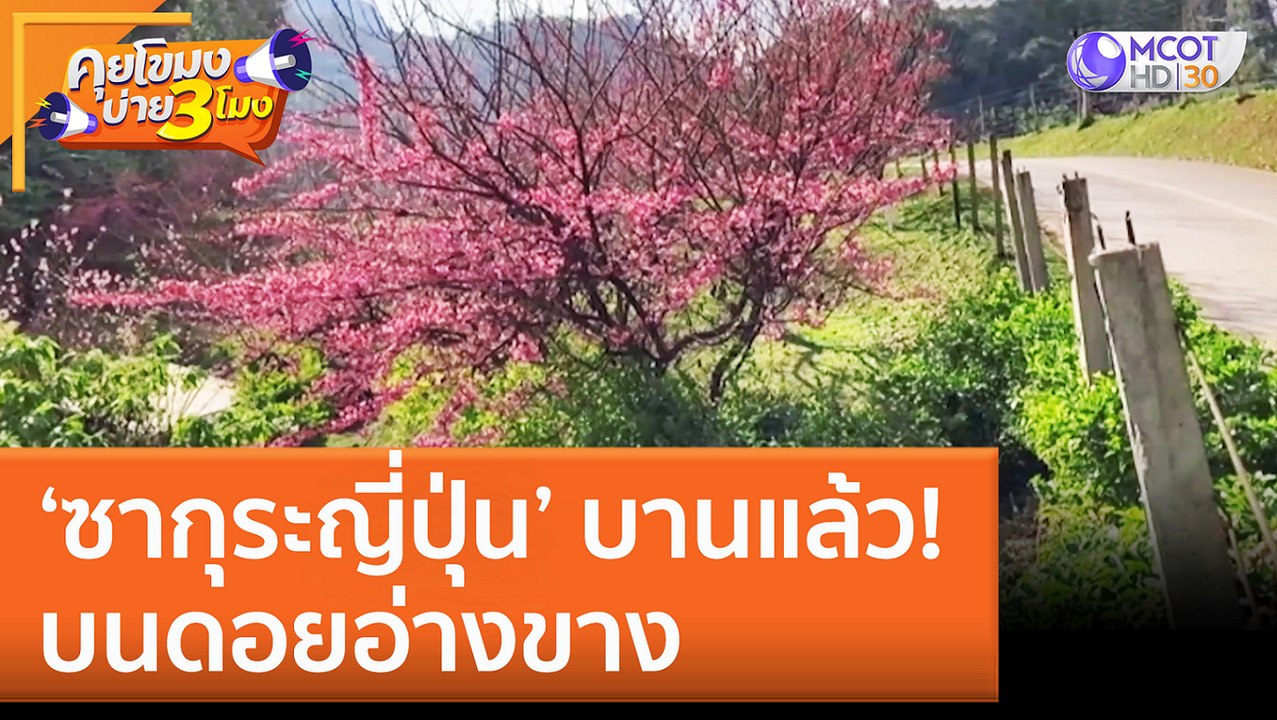 ‘ซากุระญี่ปุ่น’ บานแล้ว! บนดอยอ่างขาง (28 ธ.ค. 65) คุยโขมงบ่าย 3 โมง