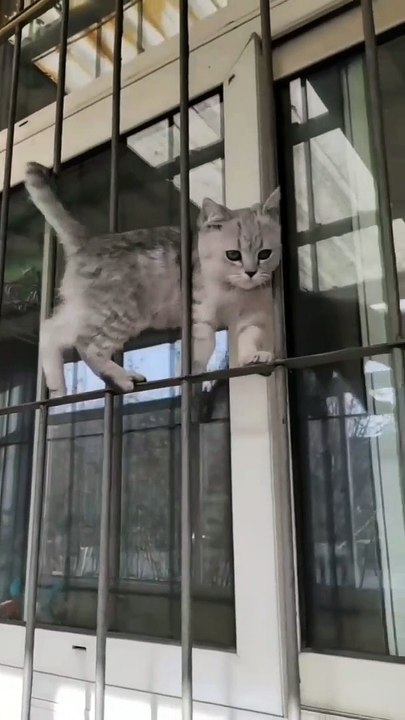 funny cat #shorts #viral #shortsvideo