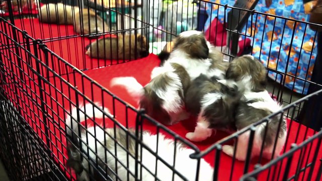 Why do Shih Tzu puppies Eat their Poop and How to Stop them?