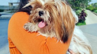 9 Best Companion Dog Breeds for a Shih Tzu