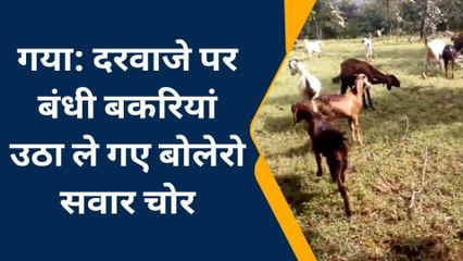 सावधान: बोलेरो से घूम रहे बकरी चोर, दो गांव से 22 बकरियां हुई चोरी, पुलिस हैरान