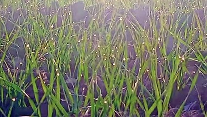 Weather Update : फसलों पर जमने लगी ओंस की बूंदें. Video