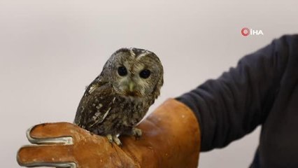 Dikenli tellere takılarak yaralanan 2 baykuş hayata tutundu
