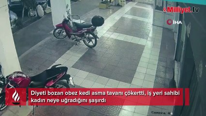 Diyeti bozan obez kedi asma tavanı çökertti