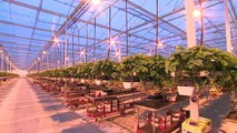 Awesome Hydroponic Strawberries Farming - Modern Agriculture Technology
