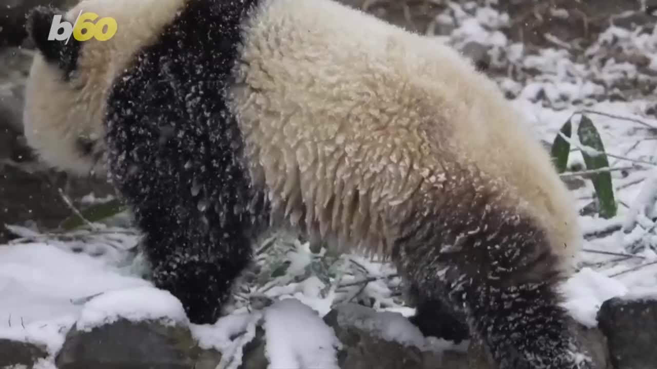 These Adorable Pandas Enjoy a Snow Day