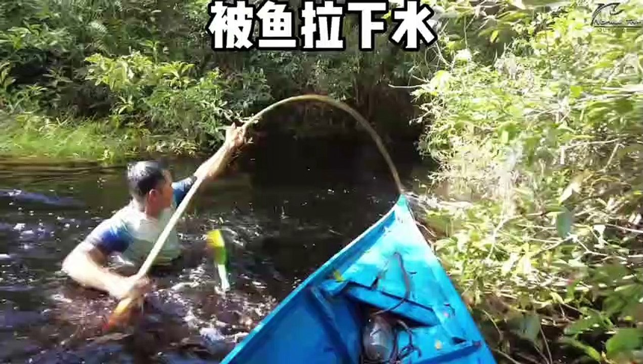 How exciting it is for the guy to fish in the Amazon. There are highly poisonous eels everywhere, and he is directly pulled into the water by the fish on the fishing rod. #Outdoor Fishing#RealOutdoor#Documentary Charging PlanAnimal Articles#打鱼接虾#dangerous