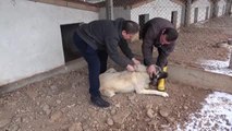 Cumhuriyet Üniversitesinde Kangal köpeklerine çip takıldı