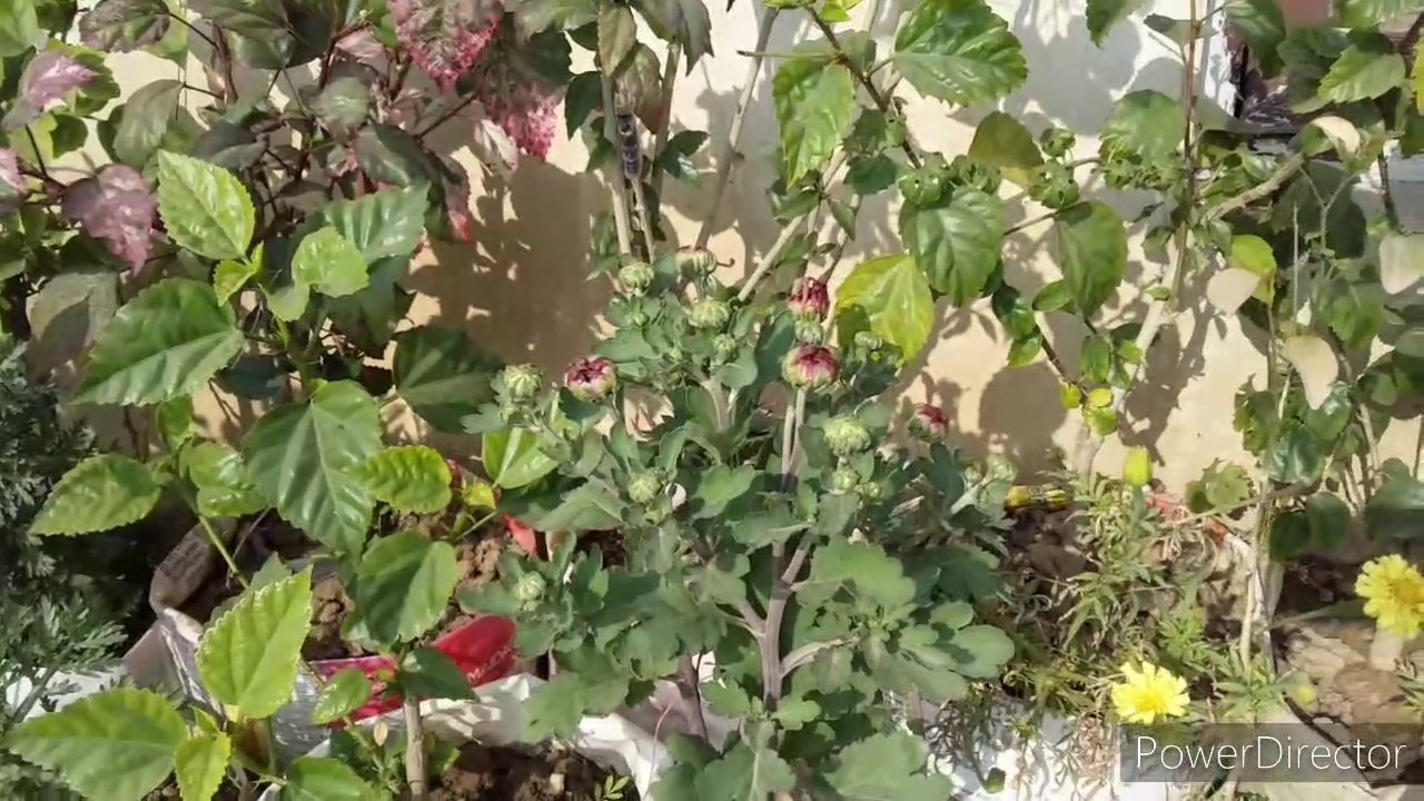 पौधे के विकास के लिए प्याज के छिलके से बनाएं बेस्ट जैविक खाद Onion Peel