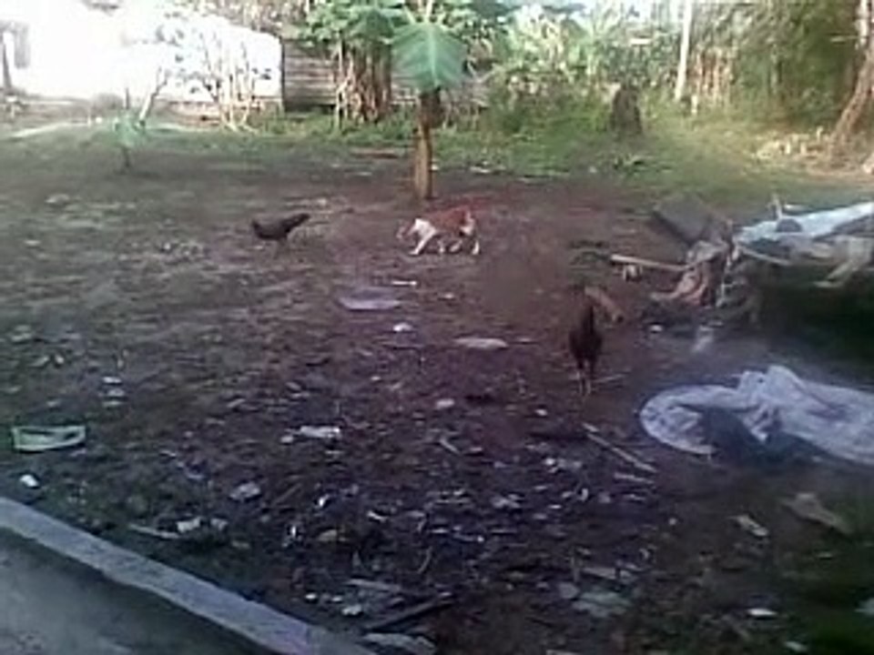 Kucing 3