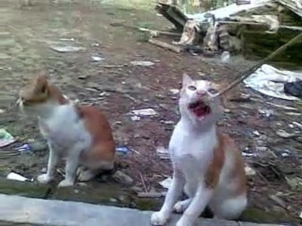 Kucing
