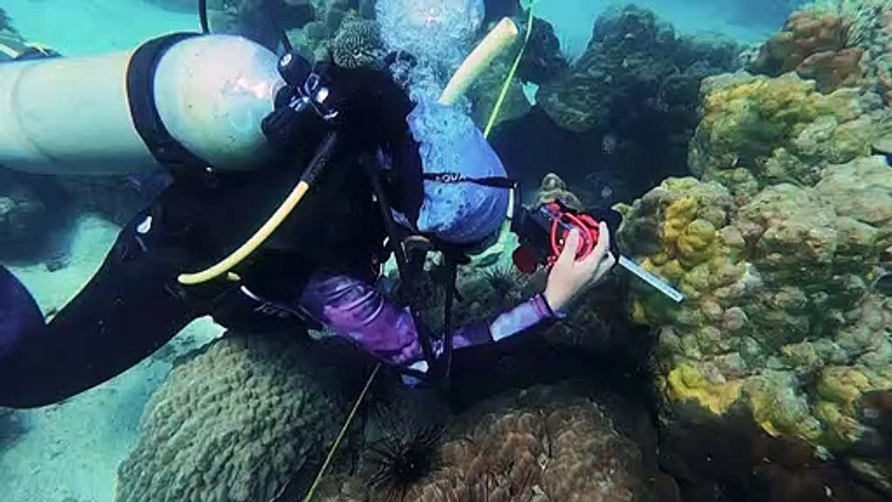 مرض غامض يهدد الشعَب المرجانية في تايلاند...وضعف الإمكانات يمنع مواجهته