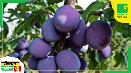 Kisan Bulletin 28 December 2022 - किसान अब घर बैठे आसानी से जांच कर सकेंगे खाद्य नमूनों की,  उतारा गया नया सस्ता सेंसर | Agri News