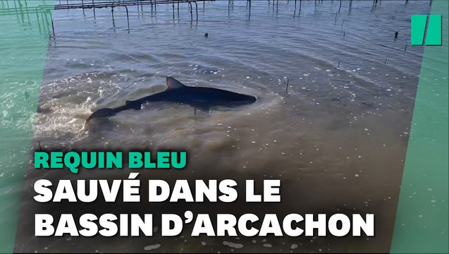 Dans le bassin d’Arcachon, un requin sauvé par un ostréiculteur