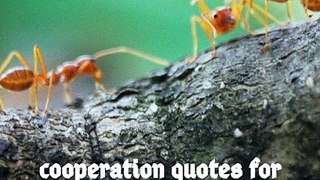 cooperation quotes for success together by world famous people part 1