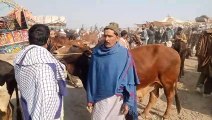 Heavy sahiwal bchra best for qurbani 2023 at luddan Cattle Mandi today update.