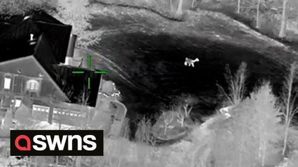 Llama on the loose prompts police intervention in Fairfax County, Virginia