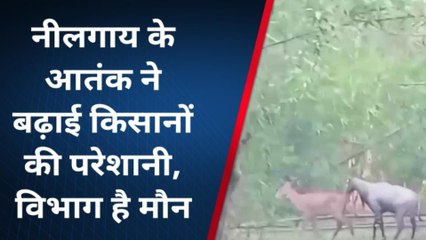 पूर्णिया: नीलगाय के आतंक से फसल बर्बाद, किसानों परेशानी, देखें रिपोर्ट