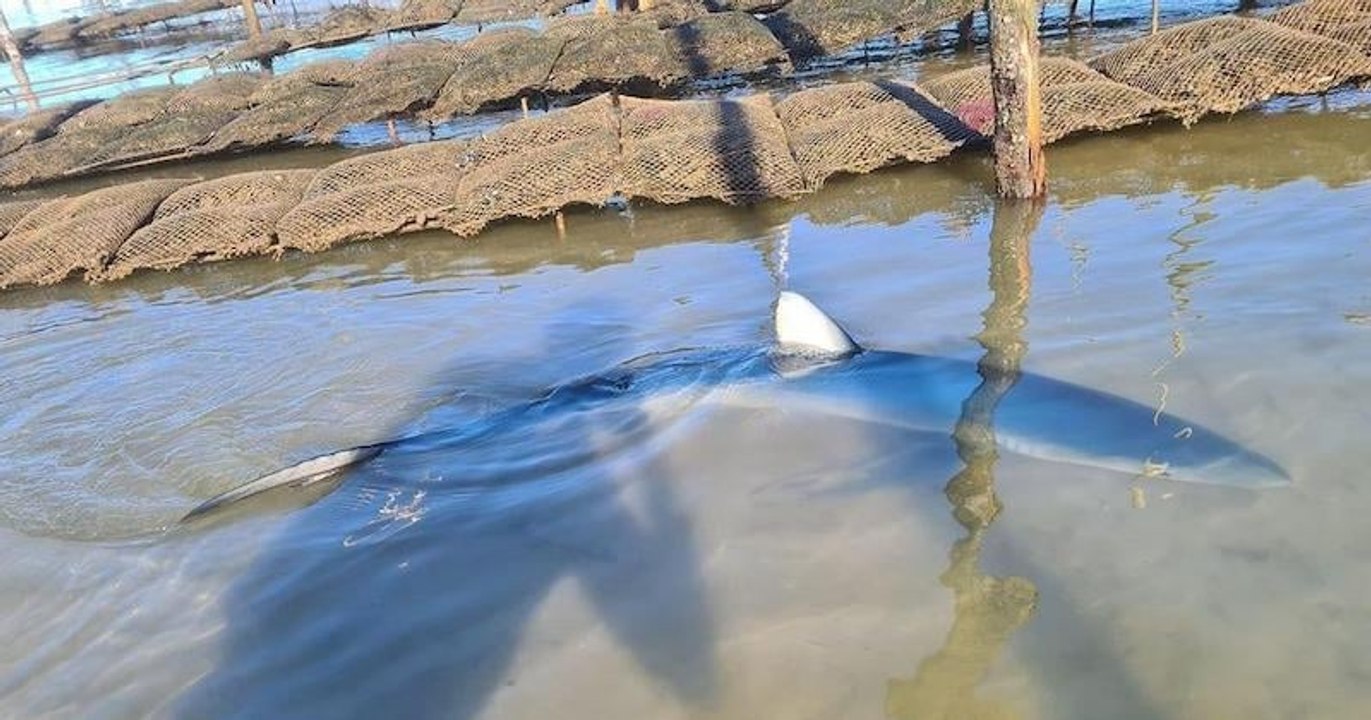 Dans le bassin d'Arcachon, il sauve un requin d...