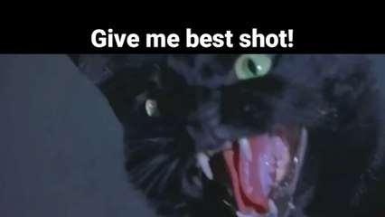 A cat who can't hold back his anger.