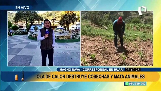 Efectos del cambio climático en Huari: Ola de calor destruye cosechas y mata animales