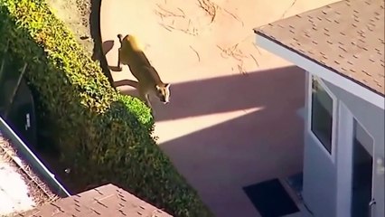 15 Times Animals Surprised Humans...