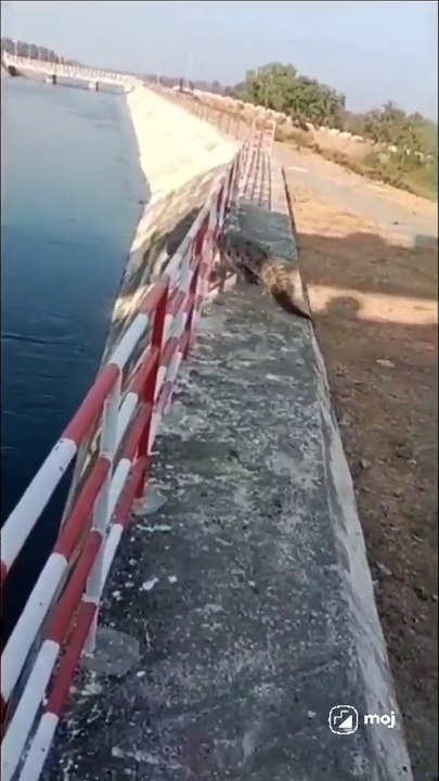 Crocodile on the Road..... don't irritate,