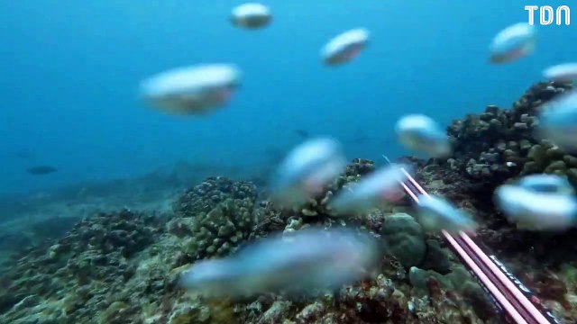 En remontant à la surface de l'eau, un bateau lui fonce dessus