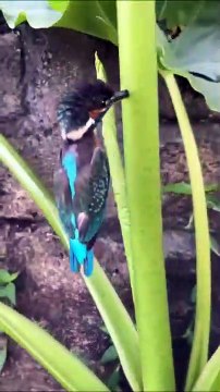 Cet oiseau s'est retrouvé le bec coincé dans un arbre