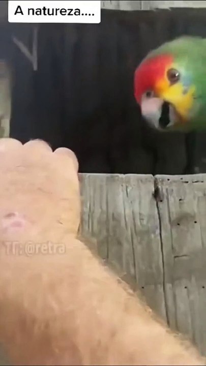 Ce perroquet a de drôle de bébés...