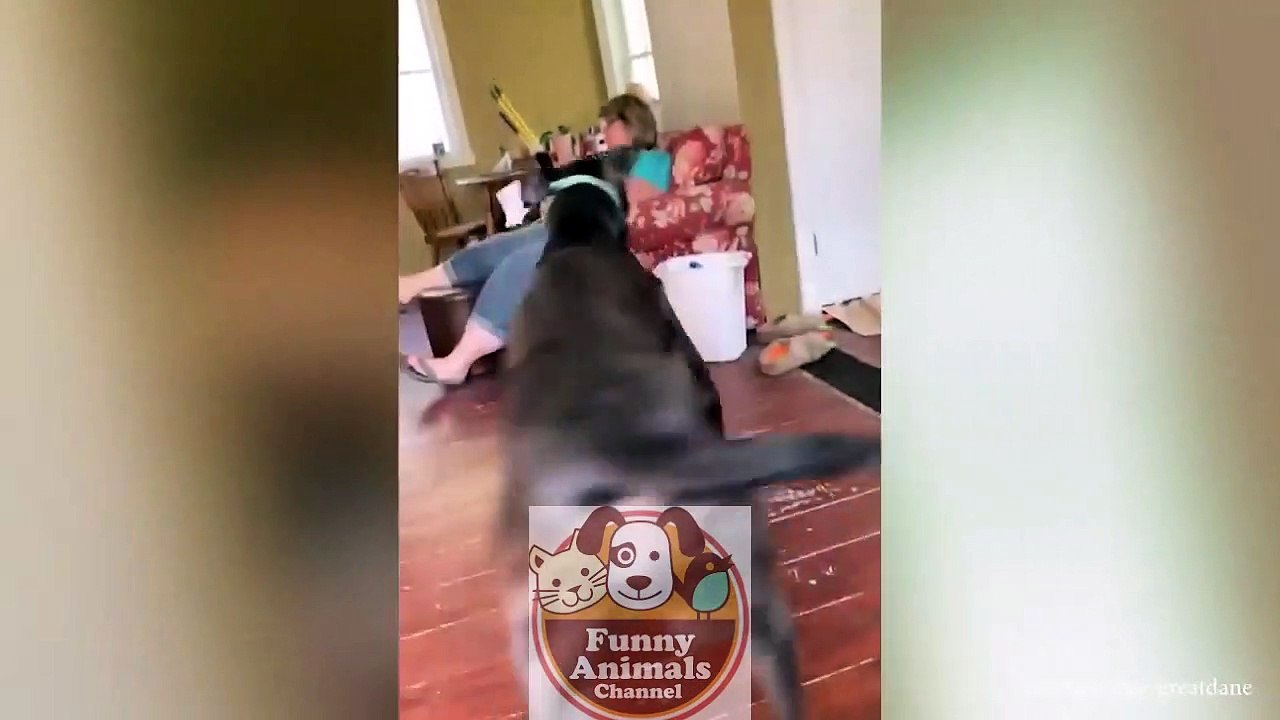 Funny Dog Videos 2022 It's time to LAUGH with Dog's life