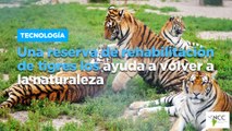 Una reserva de rehabilitación de tigres los ayuda a volver a la naturaleza