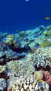 Snorkeling en Mer Rouge