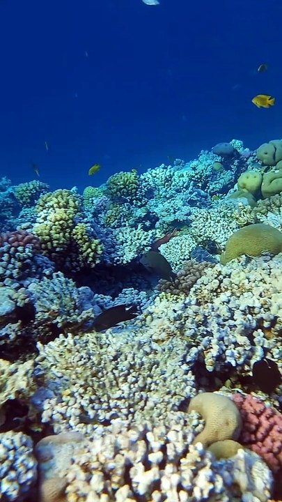 Snorkeling en Mer Rouge