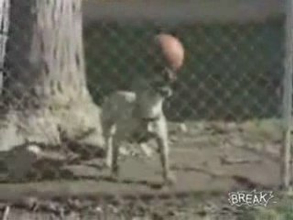 Amazing Ball Balancing Dog