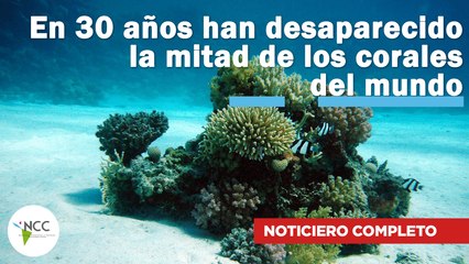 En 30 años han desaparecido la mitad de los corales del mundo | 513 | 02 al 08 de enero de 2023