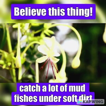 Believe this thing! A fisher man catch a lot of mud fishes under soft dirt by hands - amazing video