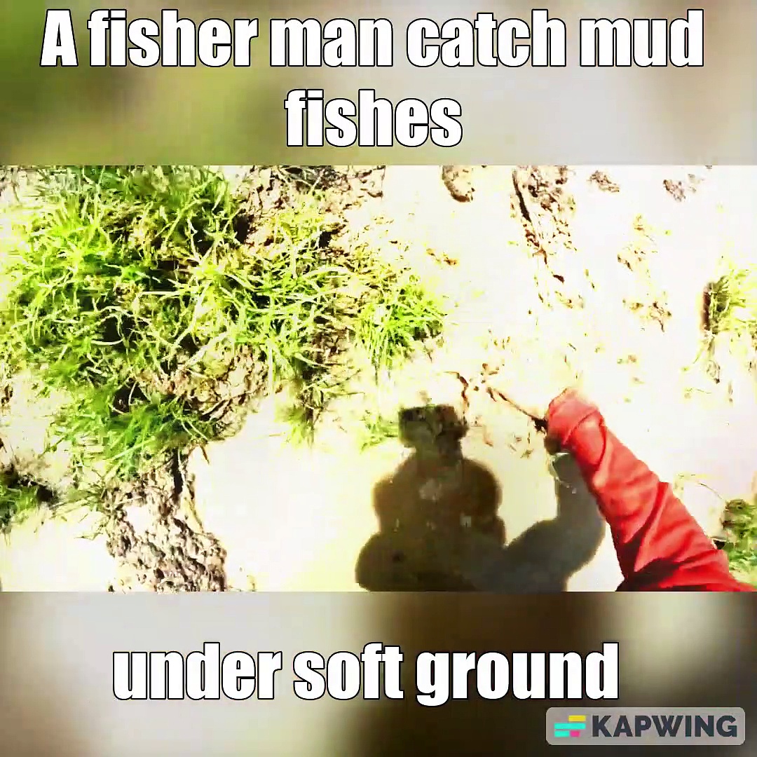Best Fishing today A fisher man catch mud fishes under soft ground at lake meets hard skins fishes — Kapwing