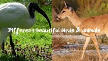 Different funny birds and animals | Funny animals | Funny birds | funny content