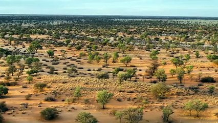 Meerkat Manor - Rise of the Dynasty - Se1 - Ep09 HD Watch HD Deutsch