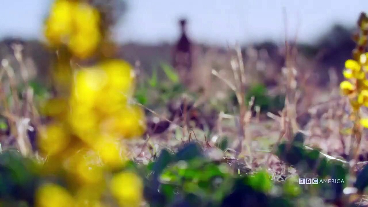 Meerkat Manor - Rise of the Dynasty - Se1 - Ep10 HD Watch HD Deutsch