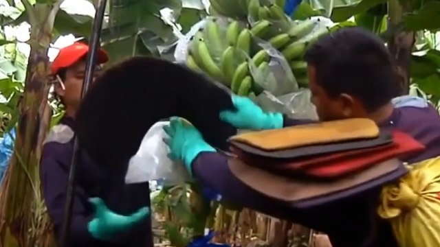 World Ingenious Harvesting Technology - How To Harvest Banana Banana Harvesting & Farming