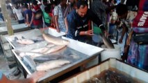 This is Biggest Fish Market of South Asian Country- Amazing Local Fish Market.