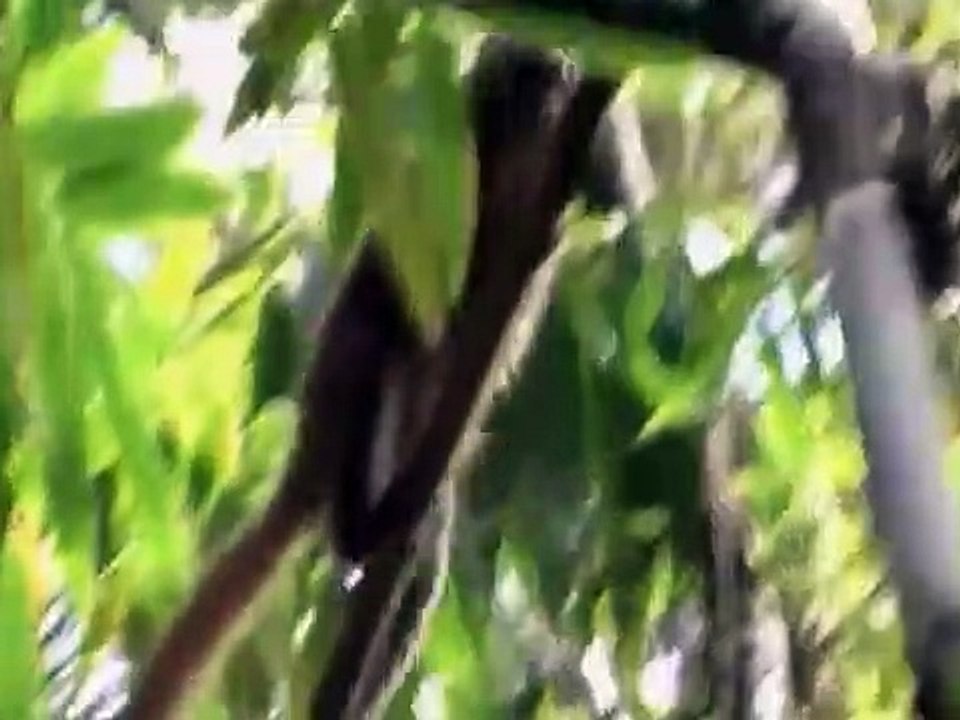 Wild Kratts - Se3 - Ep24 HD Watch HD Deutsch