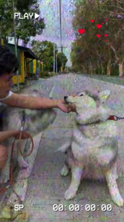 Huskies in the Philippines